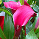 image de Zantedeschia sp.