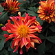 image de Dahlia