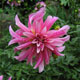 image de Dahlia sp.