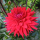 image de Dahlia sp.