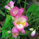 image de Freesia sp.