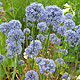 image de Allium caeruleum