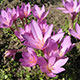 image de Colchicum sp.