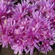 image de Colchicum