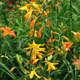 image de Crocosmia x