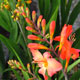 image de Crocosmia x