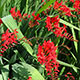 image de Crocosmia x