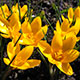 image de Crocus sp.