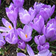 image de Crocus sp.