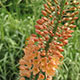 image de Eremurus x isabellinus