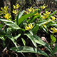 image de Erythronium americanum subsp. americanum