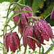 image de Fritillaria meleagris