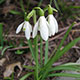 image de Galanthus nivalis