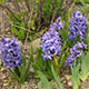 image de Hyacinthus orientalis