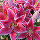 image de Lilium