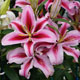 image de Lilium