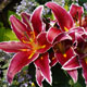 image de Lilium