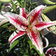 image de Lilium