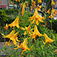 image de Lilium canadense