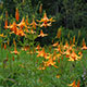 image de Lilium canadense