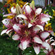 image de Lilium