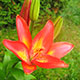 image de Lilium