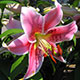 image de Lilium