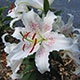 image de Lilium