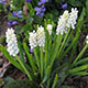 image de Muscari botryoides