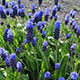 image de Muscari latifolium