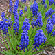 image de Muscari sp.