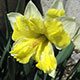 image de Narcissus spp.