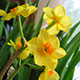 image de Narcissus spp.