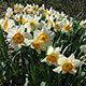 image de Narcissus