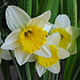 image de Narcissus spp.