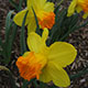 image de Narcissus spp.