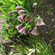 image de Allium siculum