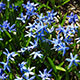 image de Scilla siberica