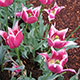 image de Tulipa hybride