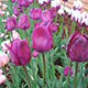 image de Tulipa hybride