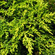 image de Juniperus chinensis