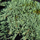 image de Juniperus horizontalis