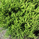 image de Juniperus chinensis