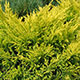 image de Juniperus horizontalis