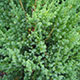 image de Juniperus chinensis