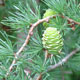 image de Larix kaempferi