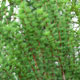 image de Larix kaempferi