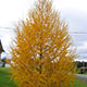 image de Larix laricina