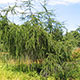 image de Larix x eurolepis