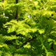 image de Metasequoia